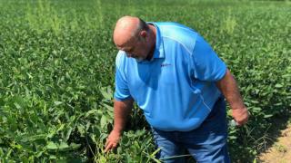 Farmer Harry Thompson examines some of his soybean crop near Jefferson City, MO.