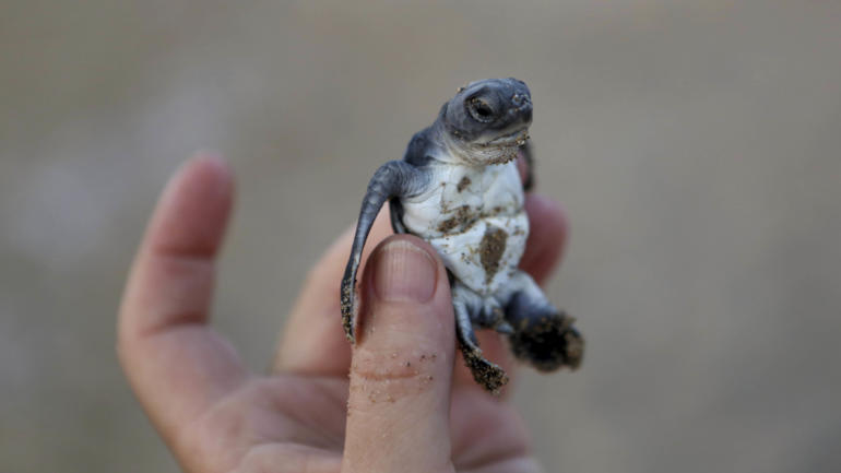 Cyprus Sea Turtle Comeback