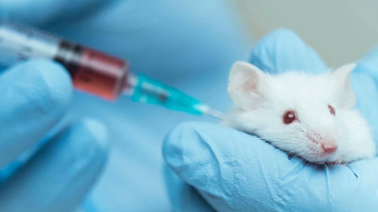 animal testing ile ilgili gÃ¶rsel sonucu