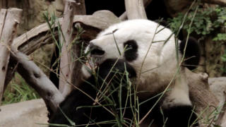Bai-Yun panda
