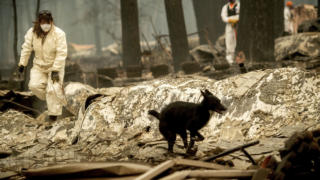 Search and rescue workers look for bodies of Camp Fire victims