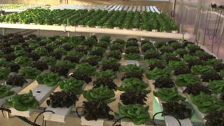 Future of Farming: Indoor Farming Provides Alternative for Traditional Agriculture
