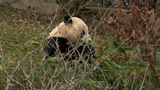 Government shutdown snares National Zoo