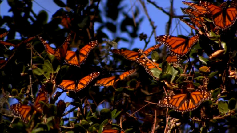 California’s Monarch butterfly migration down drastically this year