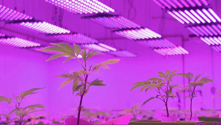 Struggling desert town turns to weed to help their economy