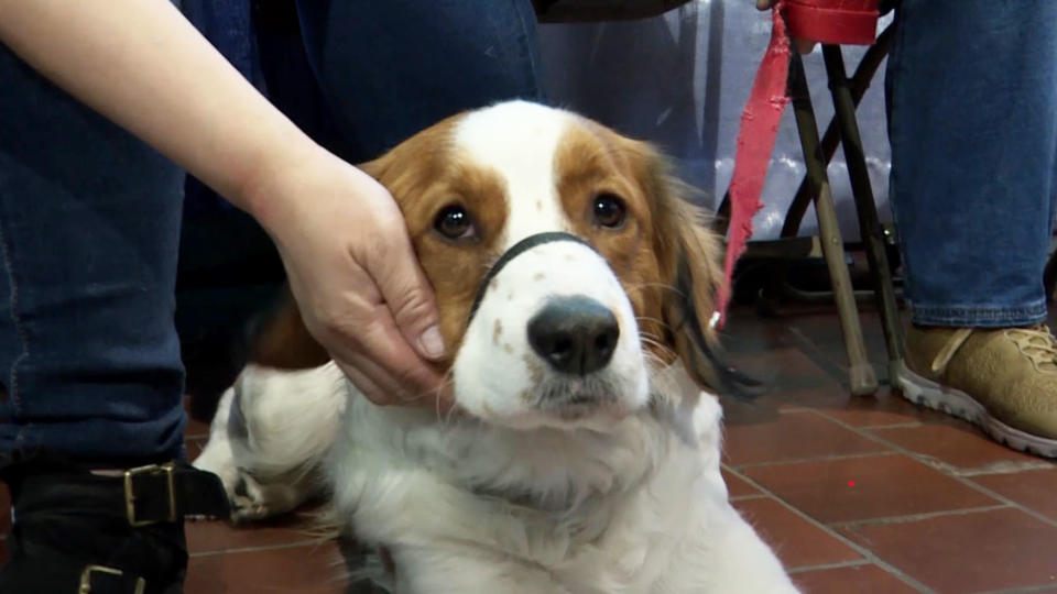 See some of the breeds in the 2019 Westminster Dog Show, including two