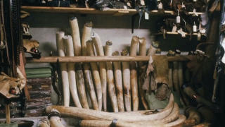 Chinese animal activist fights to expose ivory trade industry