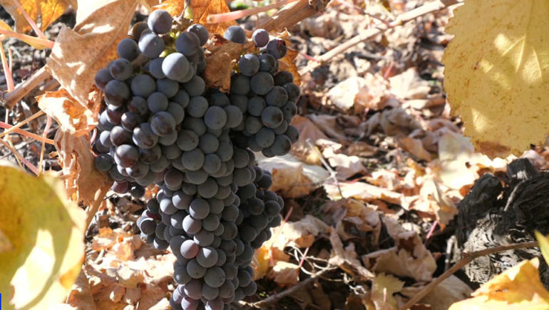 Chilean winemakers revive ancient vines