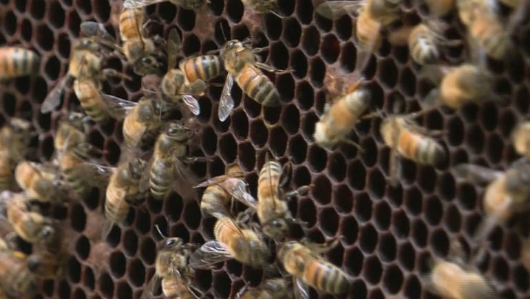 Rise of New York City beekeeping as global bee numbers decline