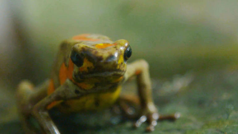 Breeding of rare Colombian frogs undercuts illegal traffickers