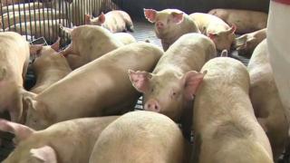 Animal rights groups criticizing killing of pigs in effort to fight swine fever