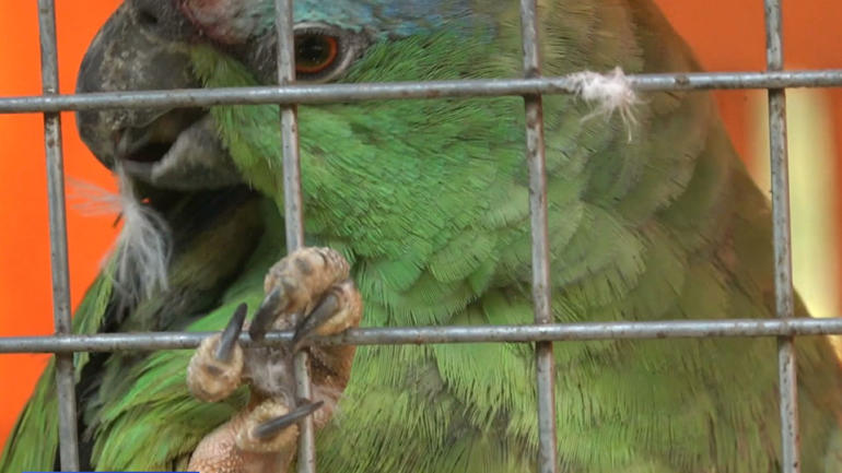 High-level meeting in Peru takes aim at illegal wildlife trade