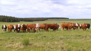 Uruguay beef: Overseas demand eats into local consumption