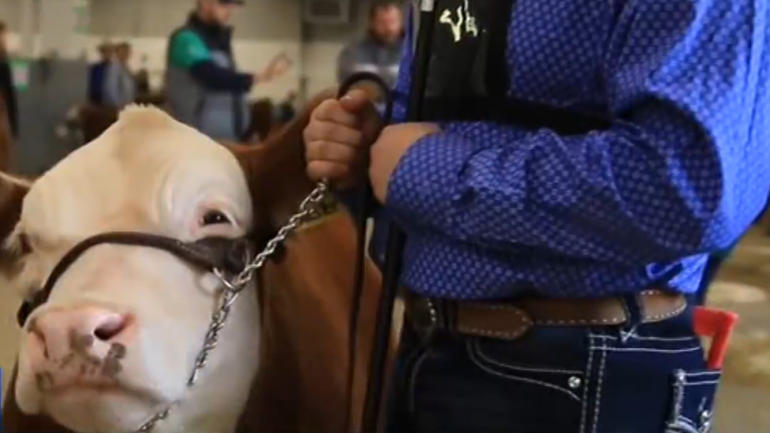 What it's like to attend an animal auction