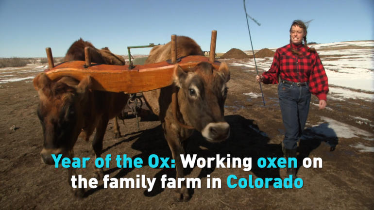 Year of the Ox: Working oxen on the family farm in Colorado