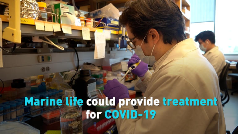 Marine life could provide treatment for COVID-19