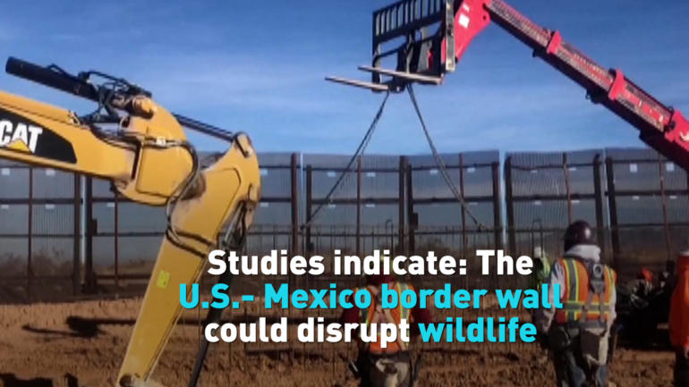 Studies indicate: The U.S.- Mexico border wall could disrupt wildlife