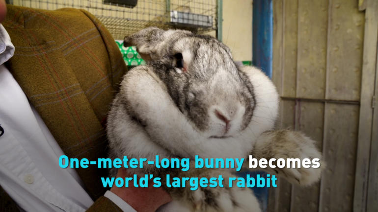 One-meter-long bunny becomes world's largest rabbit