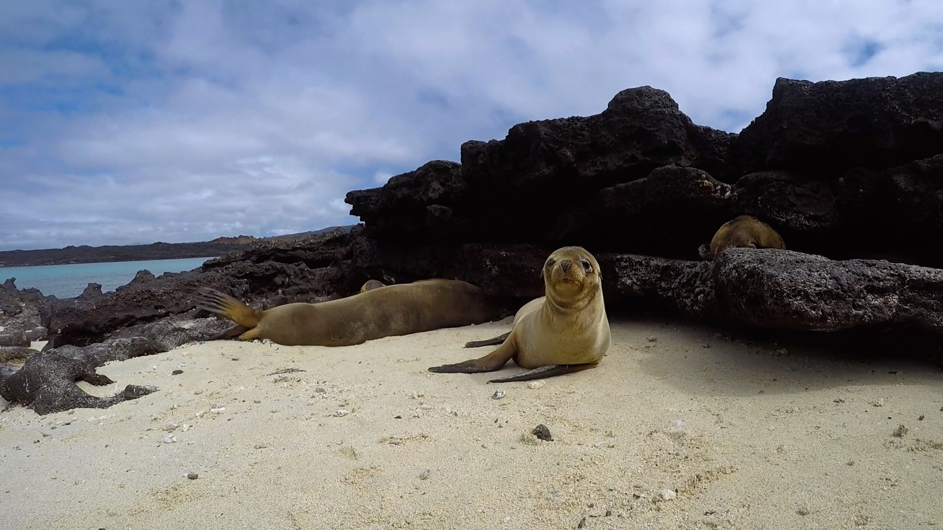 Vaccination in the Galapagos Islands will bring back ...