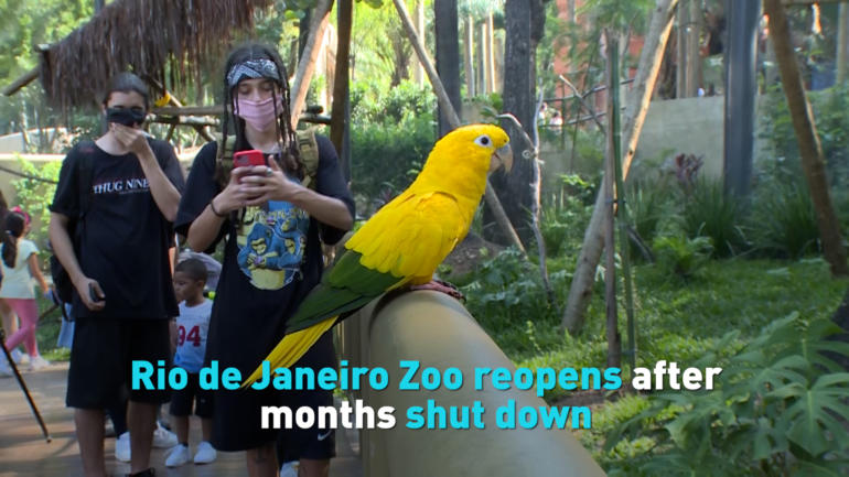 Rio de Janeiro Zoo reopens after months shut down