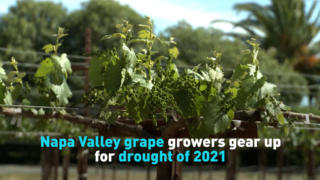 Napa Valley grape growers gear up for drought of 2021