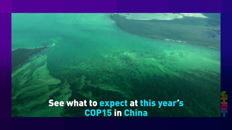 See what to expect at this year’s COP15 in China