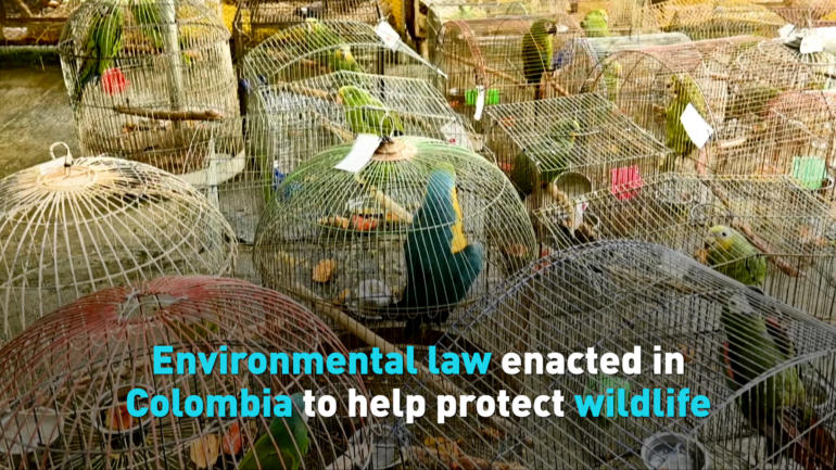 Environmental law enacted in Colombia to help protect wildlife