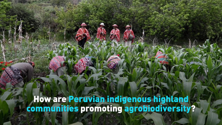 How are Peruvian indigenous highland communities promoting agrobiodiversity?