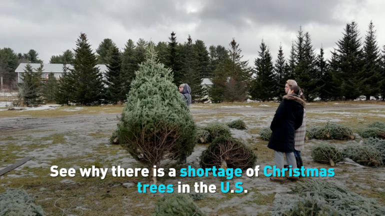 See why there is a shortage of Christmas trees in the U.S.