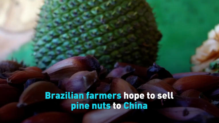 Brazilian farmers hope to sell pine nuts to China