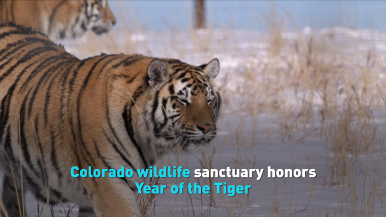 Colorado wildlife sanctuary honors Year of the Tiger
