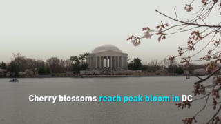 Cherry blossoms reach peak bloom in DC