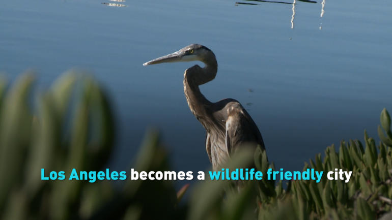 Los Angeles becomes a wildlife friendly city