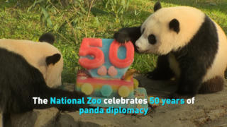 The National Zoo celebrates 50 years of panda diplomacy