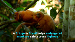 A Bridge in Brazil helps endangered monkeys safely cross highway