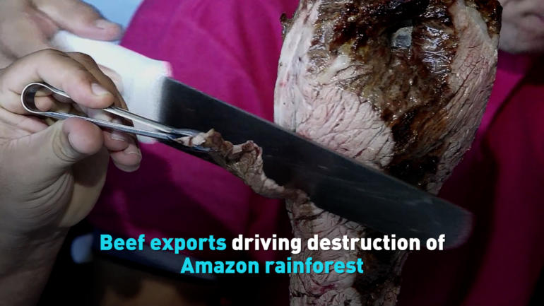 Beef exports driving destruction of Amazon rainforest