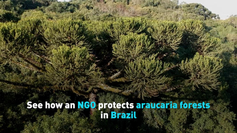 See how an NGO protects araucaria forests in Brazil