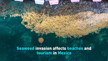Seaweed invasion affects beaches and tourism in Mexico