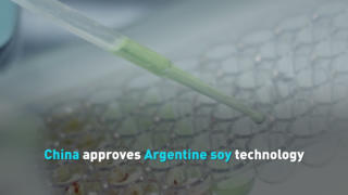 China approves Argentine soy technology