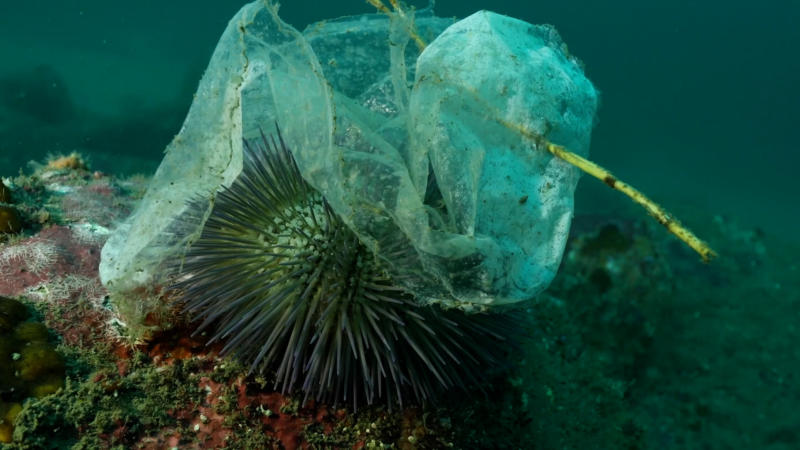 Marine Life Impacted By Presence Of Microplastics | CGTN America