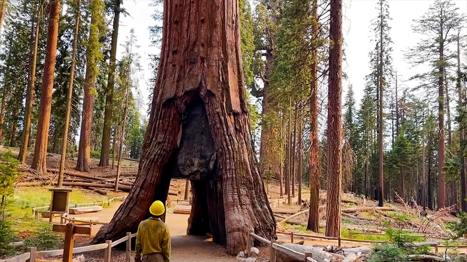 Protecting giant sequoias from wildfires | CGTN America