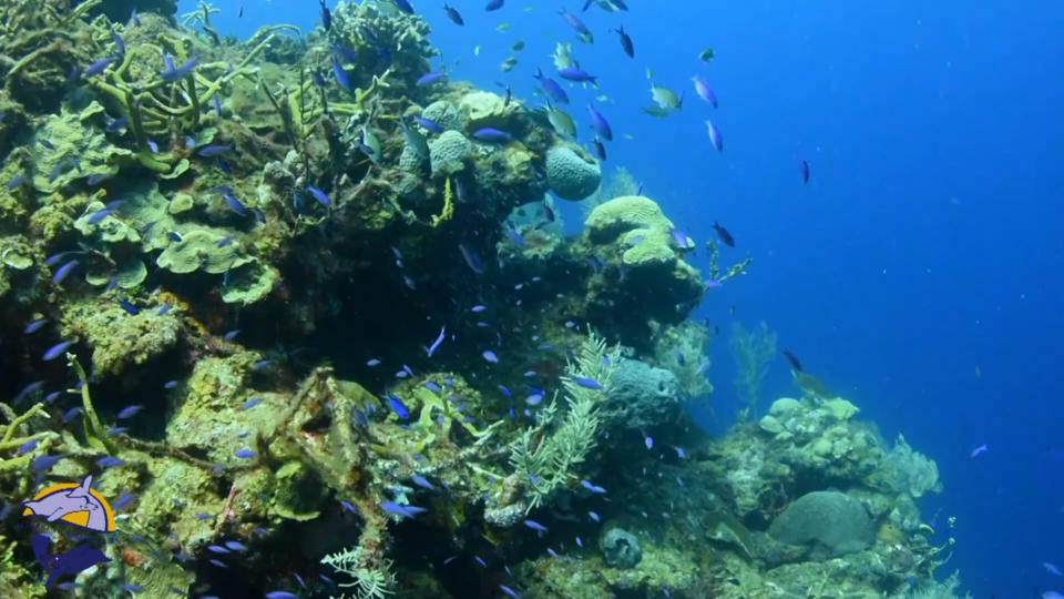 Cubans Restore Coral Reefs | CGTN America