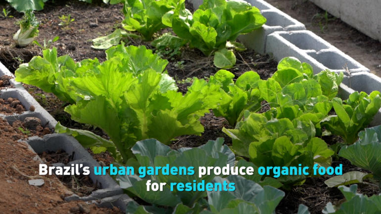 Brazil’s urban gardens produce organic food for residents