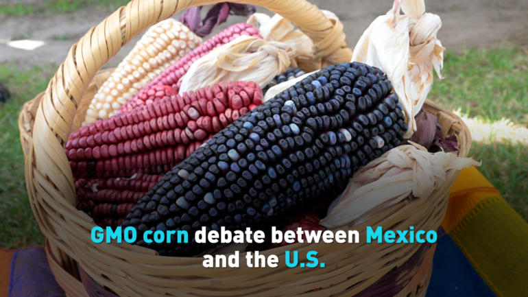 GMO corn debate between Mexico and the U.S.