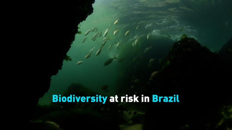 Biodiversity at risk in Brazil