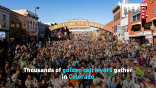 Thousands of golden retrievers gather in Colorado