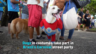 Dogs in costumes take part in Brazil’s Carnival street party