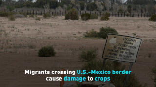 Migrants crossing U.S.-Mexico border cause damage to crops