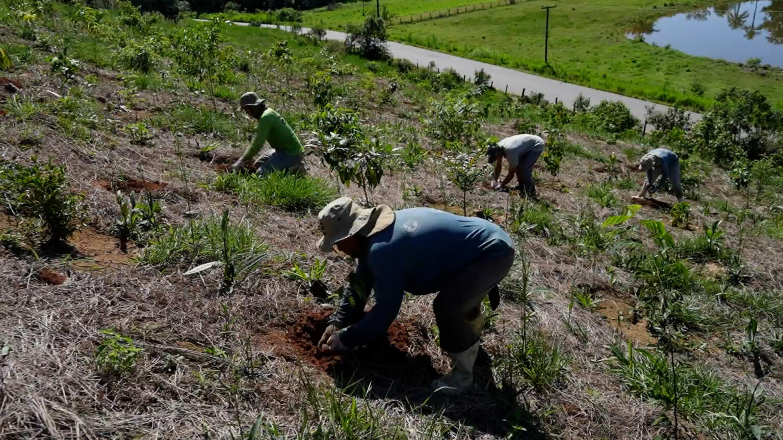 Brazil’s Reforestation Project | CGTN America