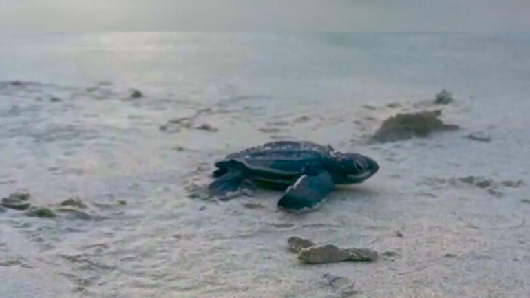 Venezuelans create strategy to protect sea turtles